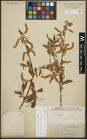 Foto von Salix alba subsp. vitellina (L.) Arcang.